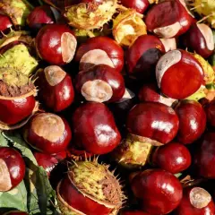 Nalewka z kasztana: na co pomaga? Zastosowanie i przepis