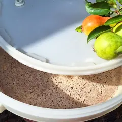 Fermentujący moszcz gruszkowy w wiadrze, obok gałązka z gruszkami. Powstaje pyszne wino gruszkowe.
