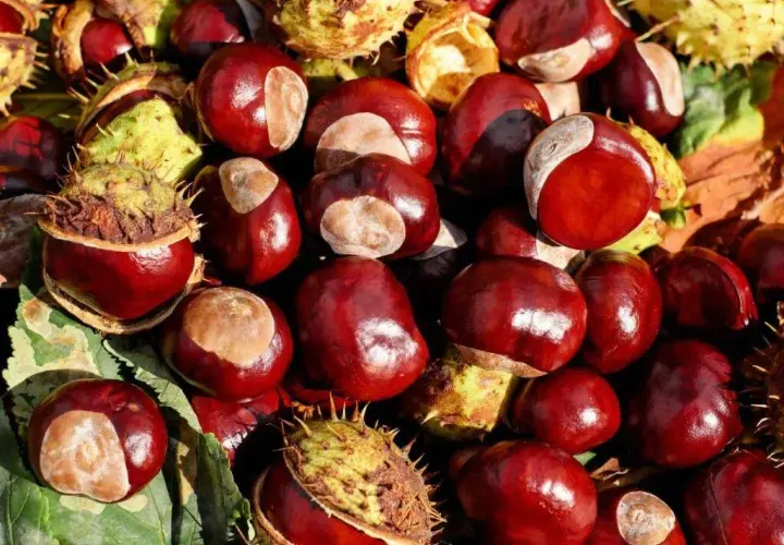 Nalewka z kasztana: na co pomaga? Zastosowanie i przepis