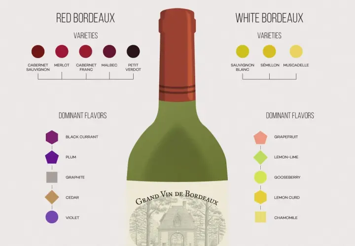 Schemat porównuje odmiany i smaki czerwonego i białego wina bordeaux. Czerwone bordeaux ma nuty czarnej porzeczki, śliwki, grafitu, cedru i fiołka.