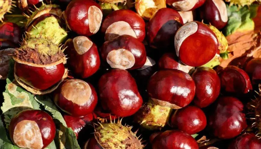 Nalewka z kasztana: na co pomaga? Zastosowanie i przepis
