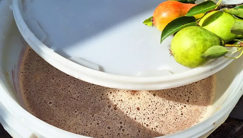 Fermentujący moszcz gruszkowy w wiadrze, obok gałązka z gruszkami. Powstaje pyszne wino gruszkowe.