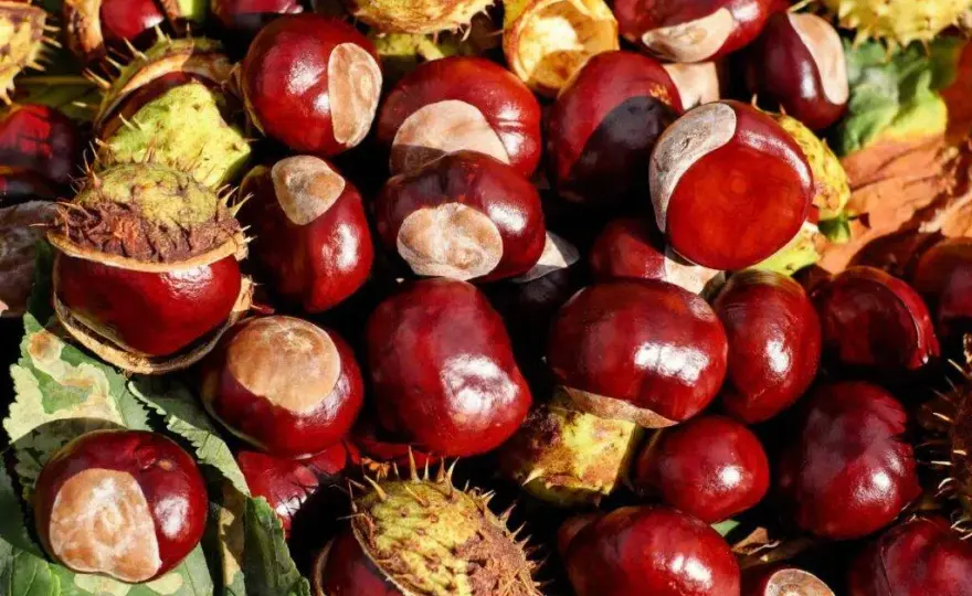 Nalewka z kasztana: na co pomaga? Zastosowanie i przepis