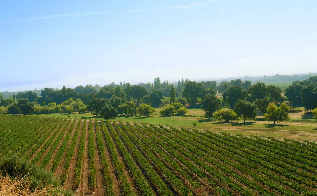 Winnica Kalifornia, winogrona