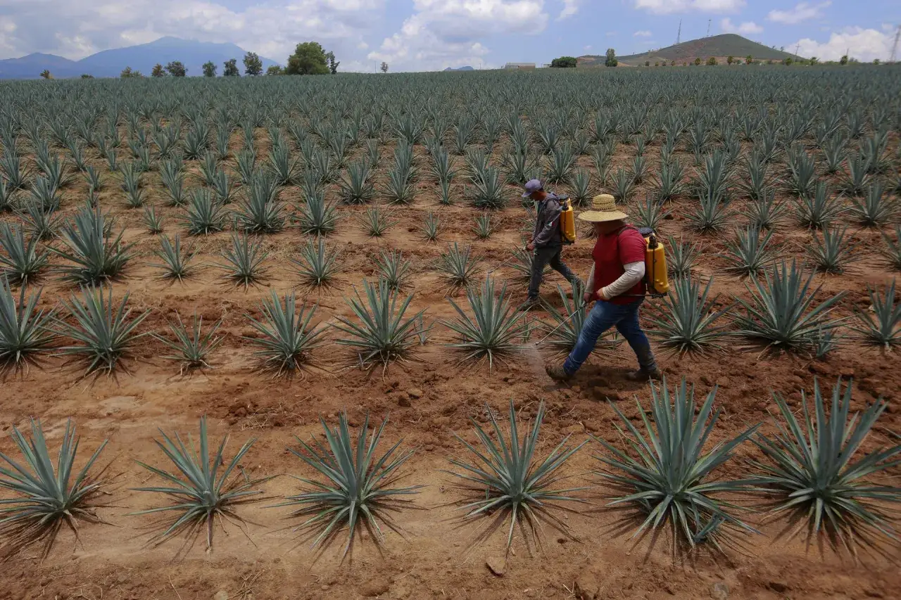Plantacje agawy, z której jest tequila. Dwóch rolników opryskuje młode rośliny.